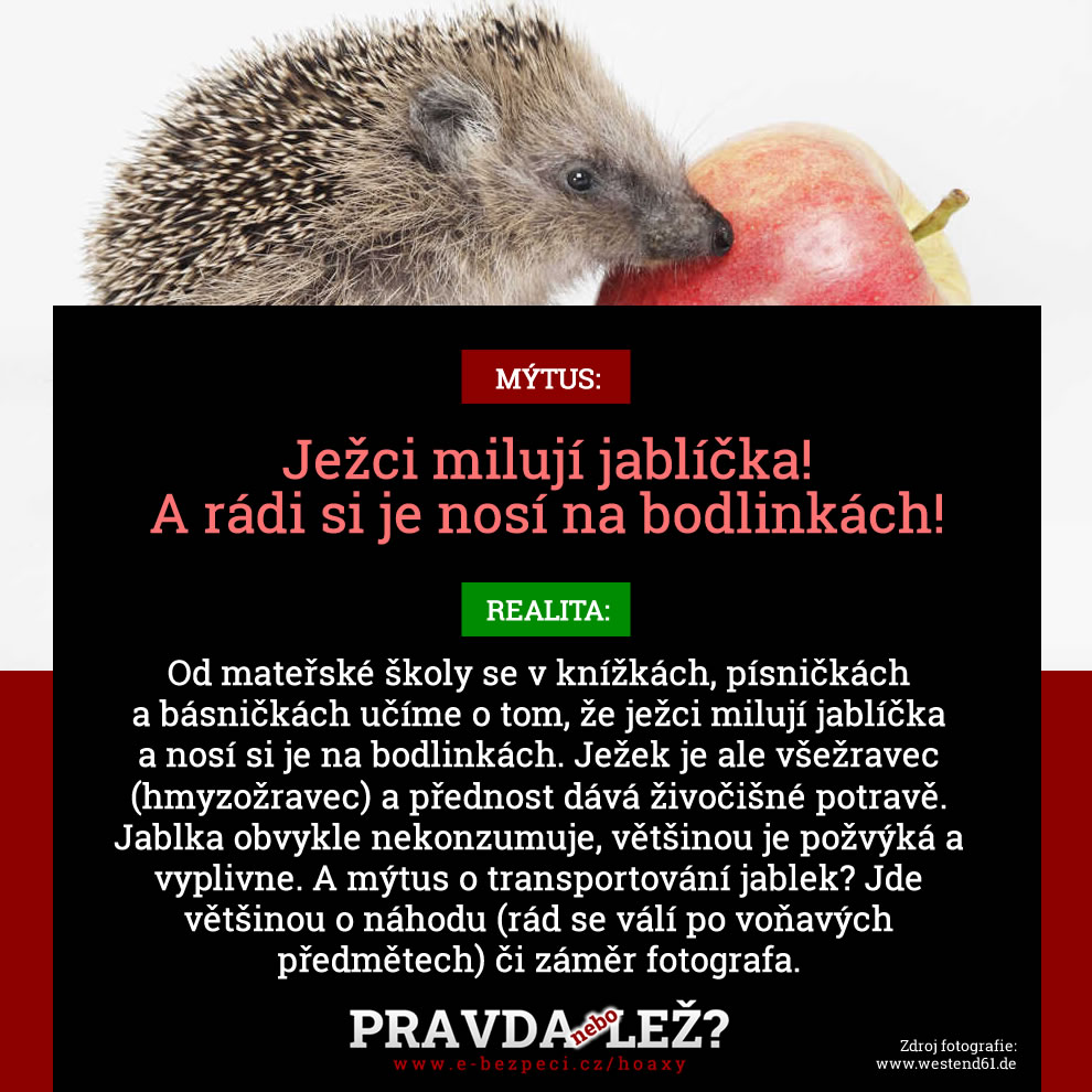 pravda_nebo_lez_jezek_jablicka.jpg